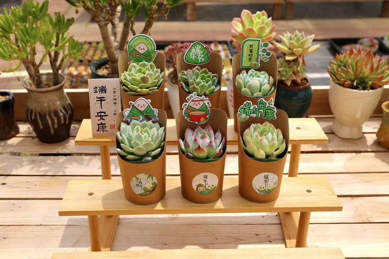 云南多肉植物常见病害识别与家庭防治方案