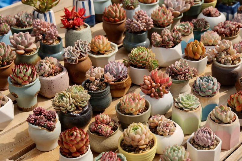 多肉植物养护过程中遇到问题可以咨询吗？