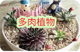 多肉植物：把沙漠装进一片叶子里的生存大师