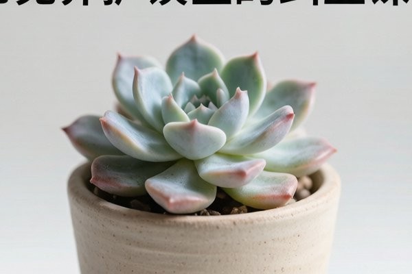 超市绿植小盆栽货源怎么选？云南基地给商超的选品清单