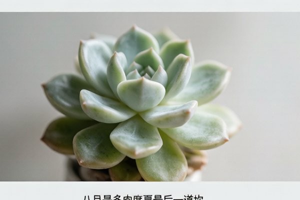 多肉度夏关键期：昆明基地 8 月的遮阴与通风管理