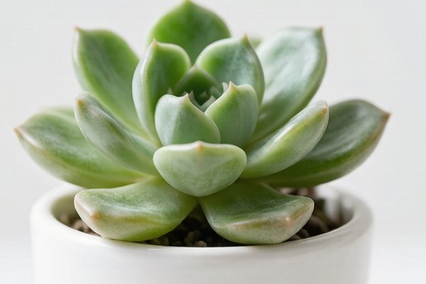 商超绿植档口的动销难题，云南供应商的补货节奏建议