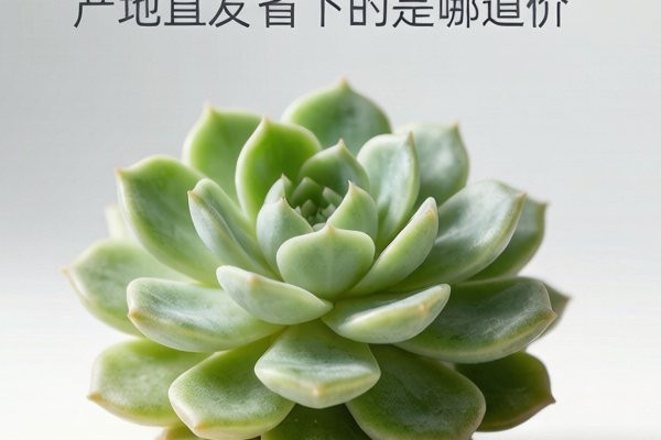 云南多肉源头厂家的成本结构：产地直发省下的是哪道价