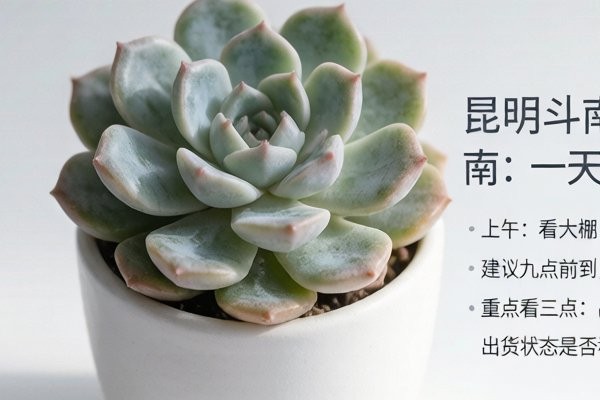 昆明斗南多肉批发基地实地考察指南：一天怎么安排最高效