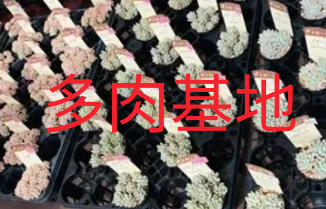 斗南多肉批发市场与产地基地的区别，采购前必须弄清